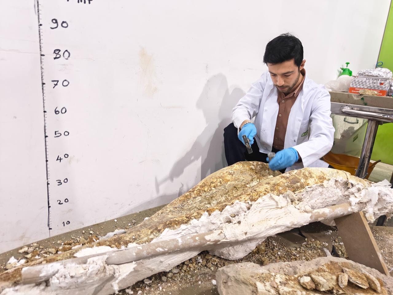 Scientists work on restoring fossil remains believed to belong to younger species identified at the 7.7-million-year-old Tashan excavation area in Kayseri, Türkiye, Feb. 25, 2026. (IHA Photo)