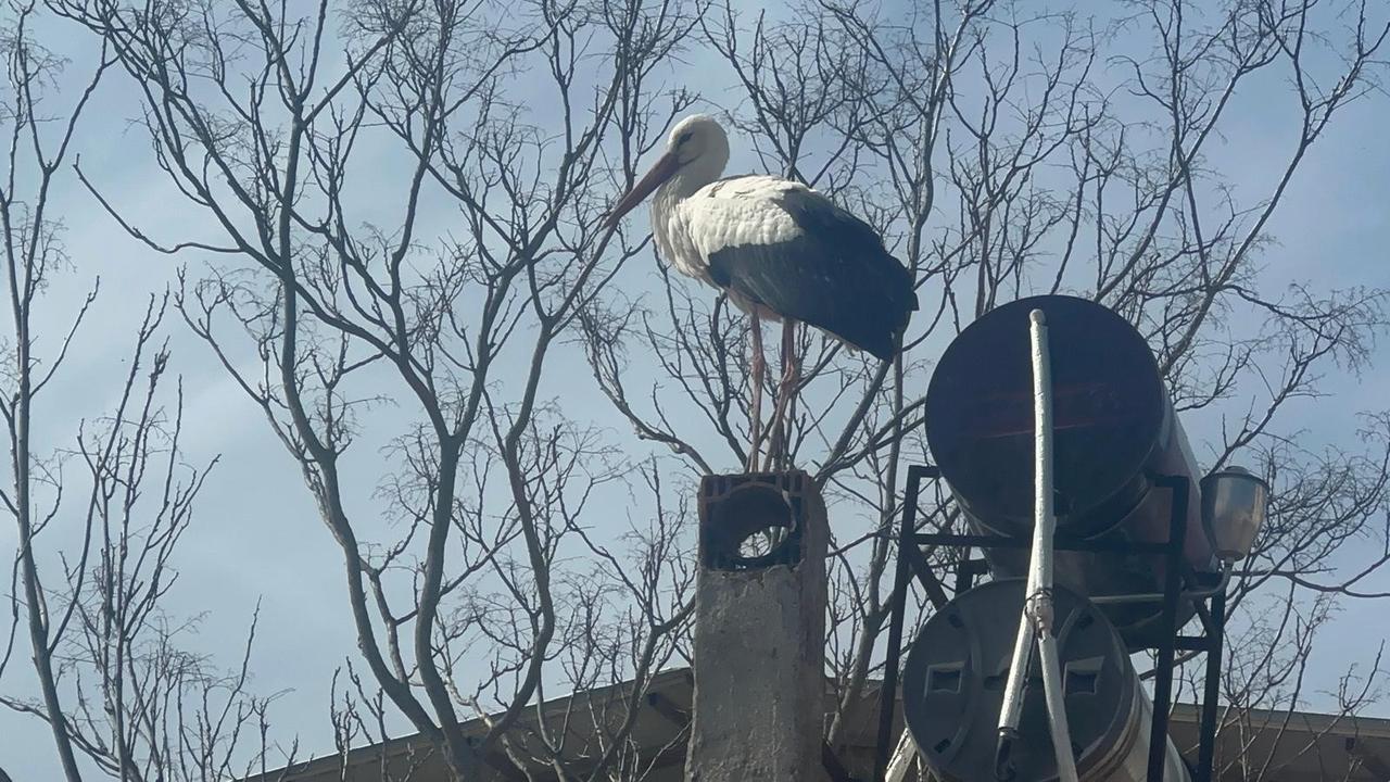 Nazli, Yaren the stork’s mate, returns to the nest in Eskikaraagac Stork Village in Bursa, Türkiye, on February 24, 2026. (IHA Photo)