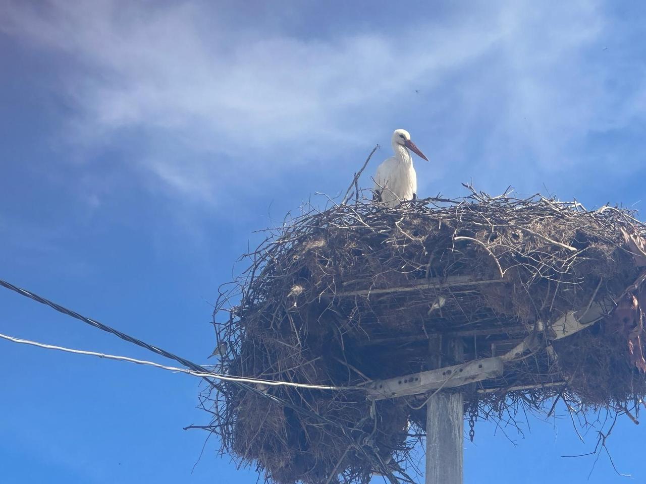 Nazli, mate of Yaren the stork known for his bond with fisherman Adem Yilmaz, returned to the nest in Eskikaraagac Stork Village in Bursa, Türkiye, February 24, 2026. (IHA Photo)