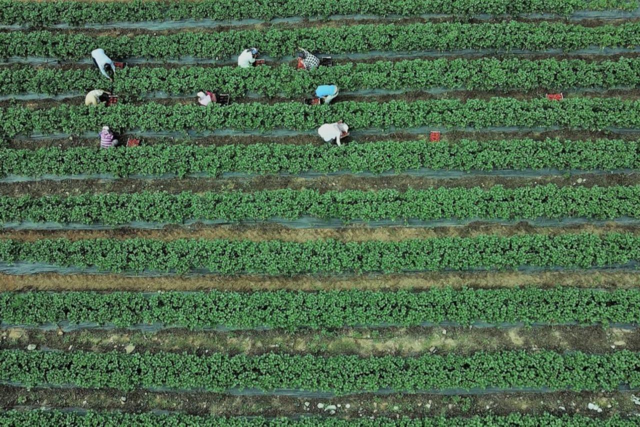 Why Türkiye’s agricultural crisis is a problem of structural mismatch