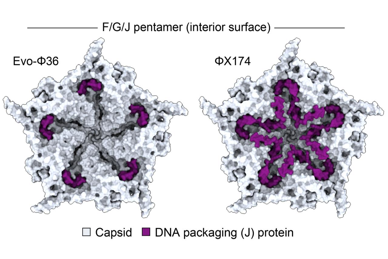 AI writes virus genome from scratch in US lab breakthrough