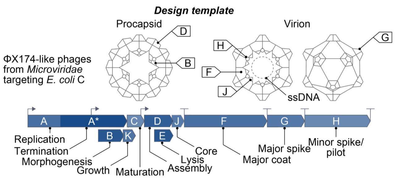 Design template of a ΦX174-like bacteriophage targeting E. coli C, showing genome organization and virion structure, Sept. 2025. (Courtesy of Arc Institute)
