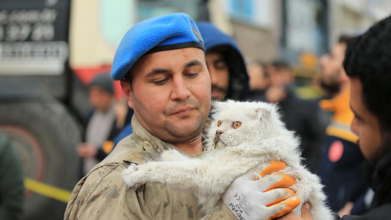 Turkish gendarmerie rescued a cat under rubble of a Galeria Mall after the earthquakes, Diyarbakir, Türkiye, February 6, 2023. (AA Photo)