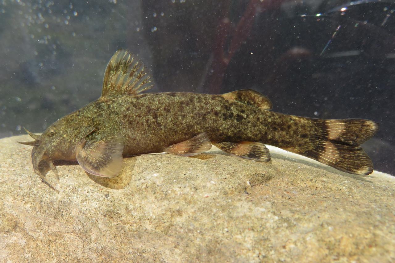 1 in 3 freshwater fish species in Türkiye faces extinction risk