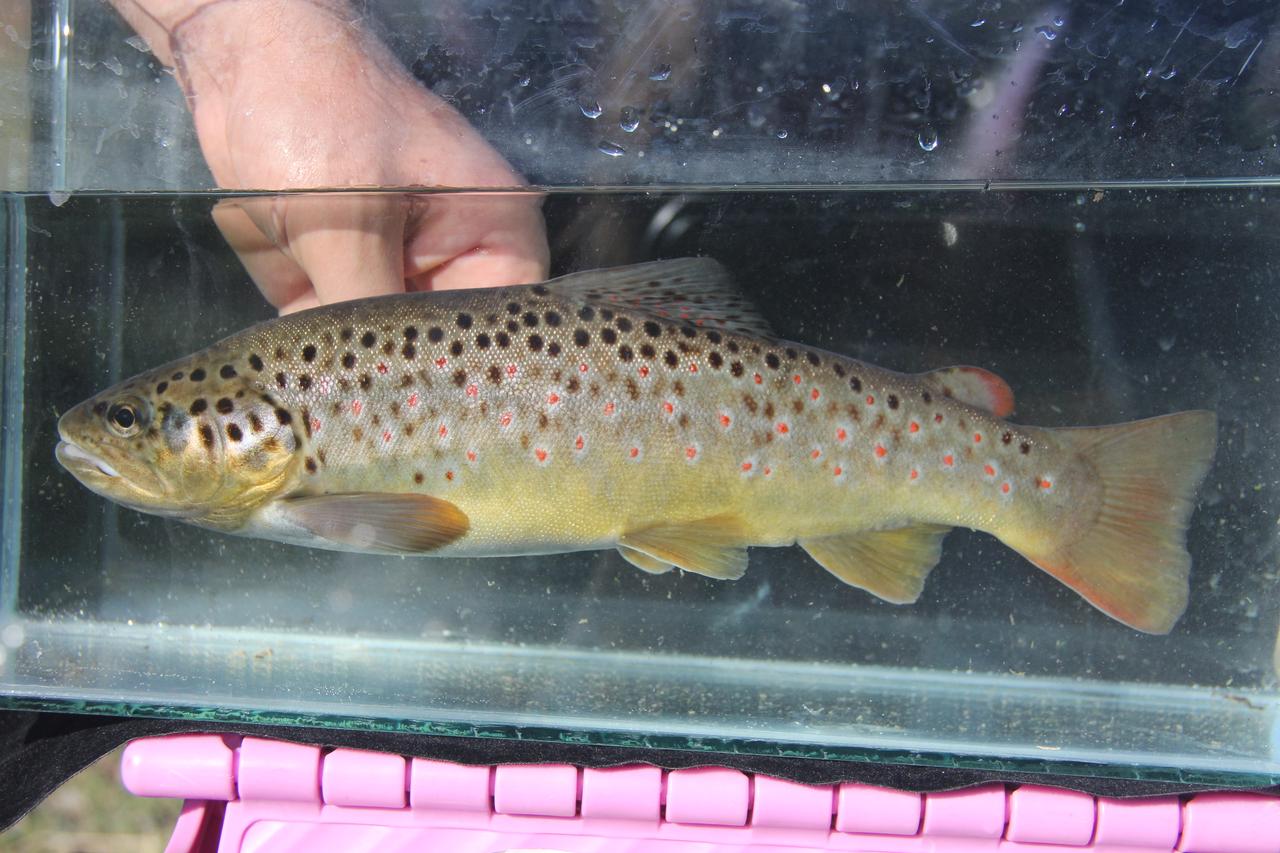 A freshwater trout species is documented during scientific monitoring as part of a nationwide biodiversity assessment in Türkiye. (AA Photo)
