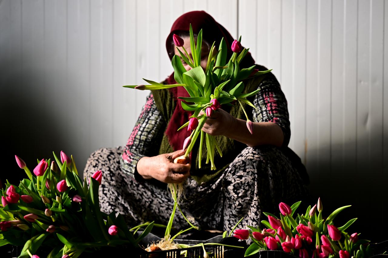 Soilless tulip boom blossoms in Antalya, 50,000 flowers a year