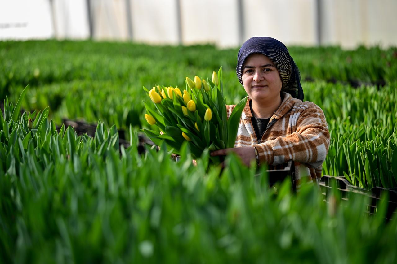 In Antalya, the hub of Türkiye’s cut-flower sector, tulips produced using only water under soilless farming methods are being sold on the domestic market. (AA Photo )