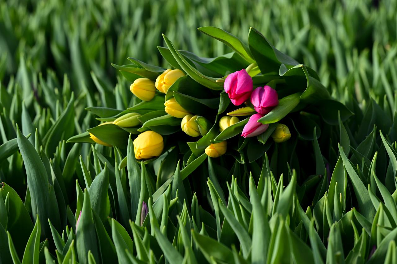 In Antalya, the hub of Türkiye’s cut-flower sector, tulips produced using only water under soilless farming methods are being sold on the domestic market. (AA Photo )