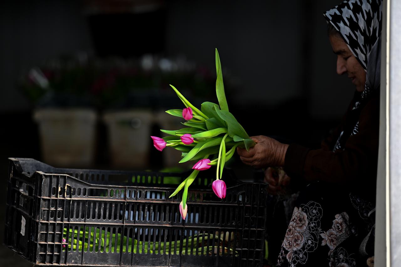 In Antalya, the hub of Türkiye’s cut-flower sector, tulips produced using only water under soilless farming methods are being sold on the domestic market. (AA Photo )