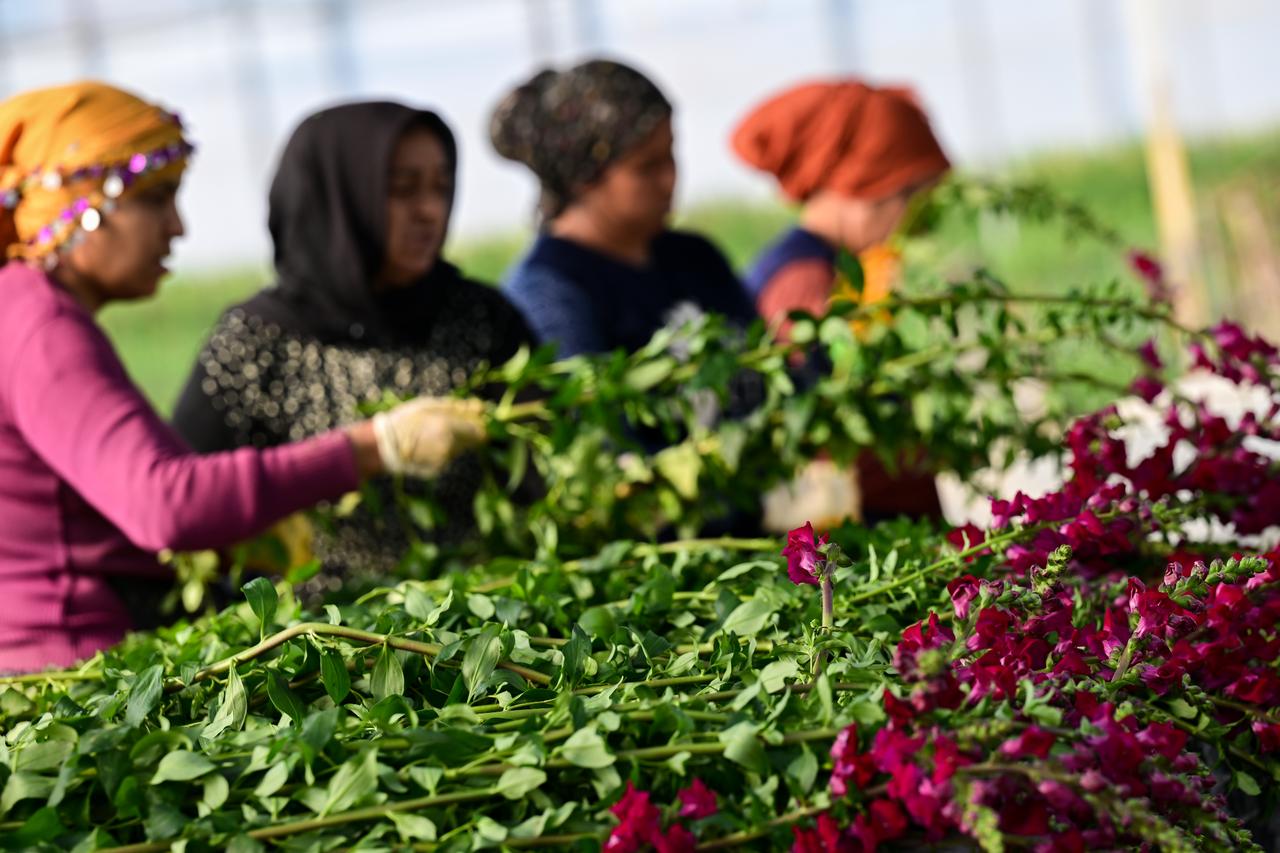 Türkiye flower exporters expect Valentine’s Day sales above $10 million