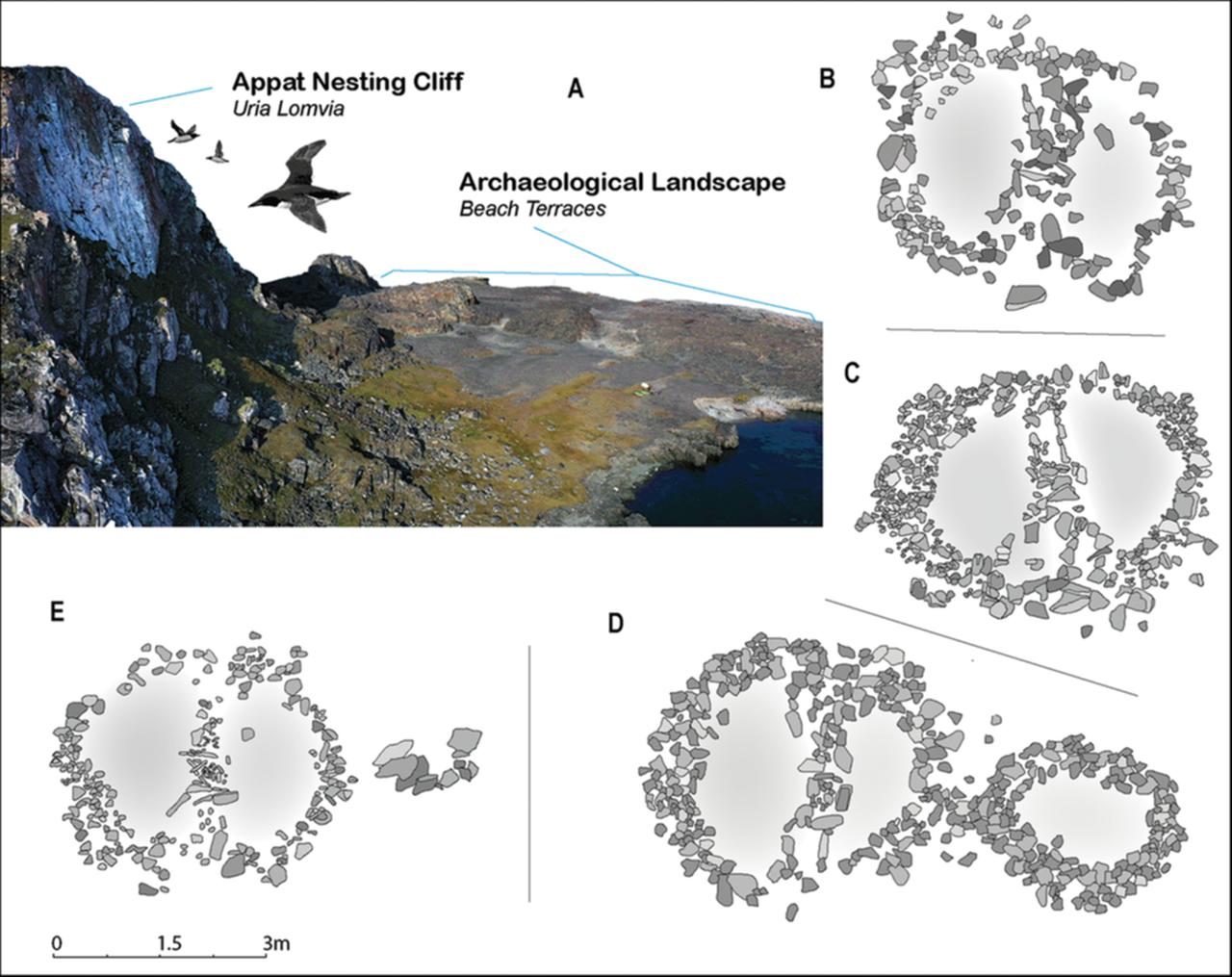 Early Paleo-Inuit features on Isbjørne Island; A) location of site beneath the nesting cliff; B & C) sample of bilobate tent rings with axial features; D & E) Early Paleo-Inuit tent rings included adjacent dwelling structures or box hearths, Feb. 9, 2026. (Courtesy of Antiquity)