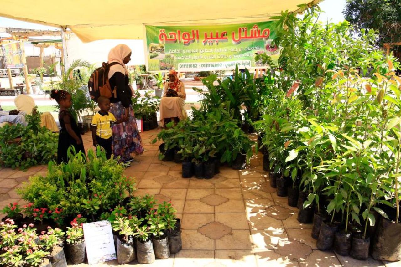 Khartoum in bloom: Flower festival returns after years of conflict