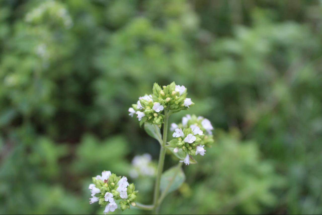 Organic mountain oregano. (Photo via Najeeb Ullah)