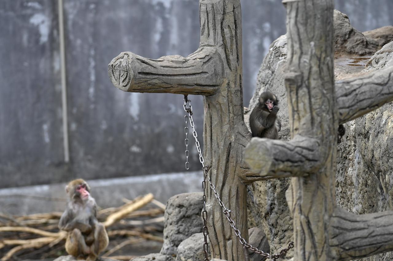 Punch, is seen close to adult monkeys as he adapts to life in his zoo troop in Chiba Prefecture, Japan, February 20, 2026. (AA Photo)