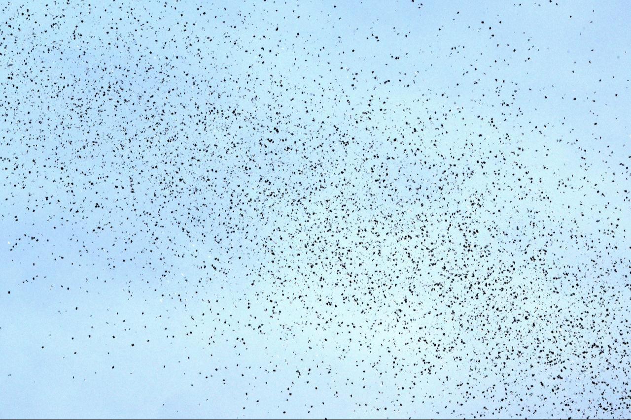 Flyers dropped by Israeli planes are seen scattered across the sky over Beirut on March 13, 2026. (AFP Photo)