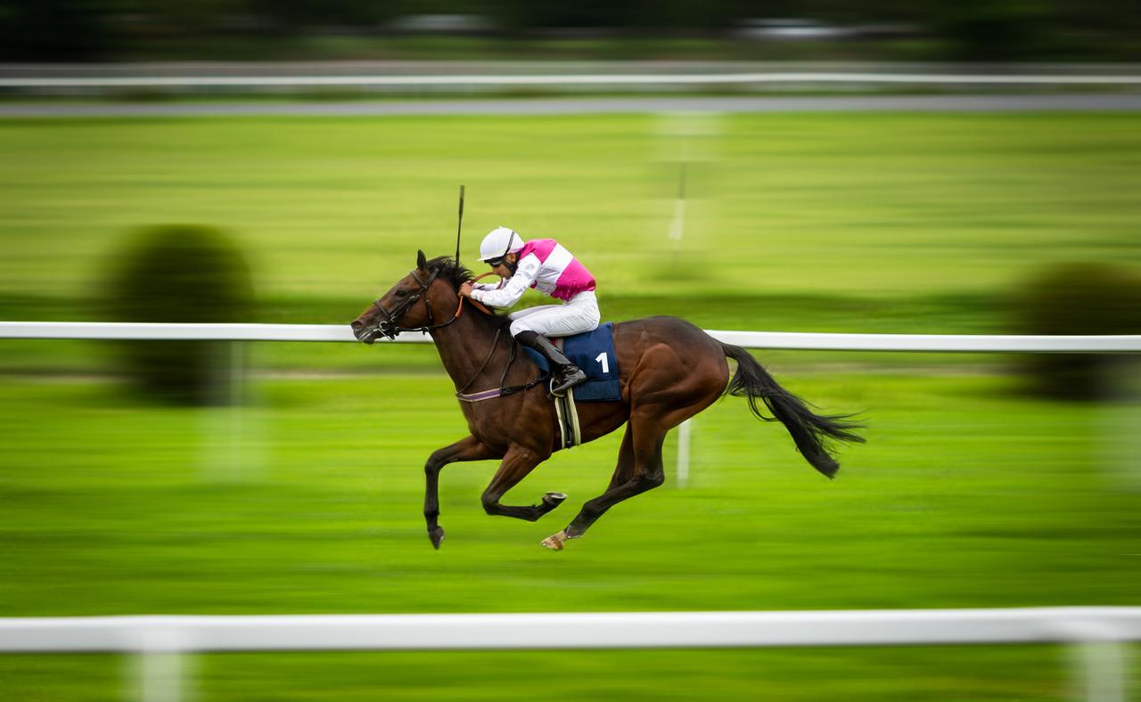 Racehorse Smart Latch recorded three wins in 13 races before a leg fracture ended the horse’s racing career, accessed on March 13, 2026. (Adobe Stock Photo)