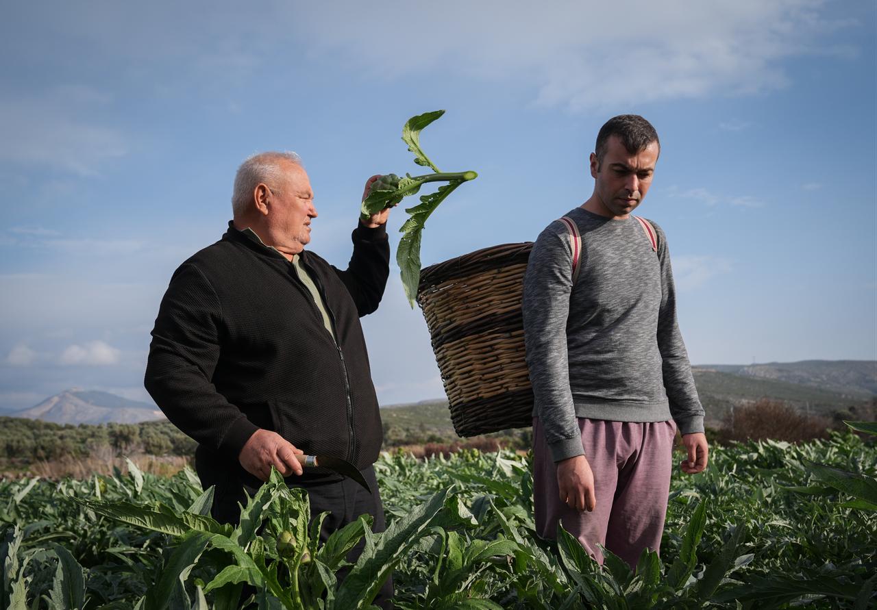 Farmers harvest artichokes in a field in Izmir, Türkiye, March 16, 2026. (AA Photo)
