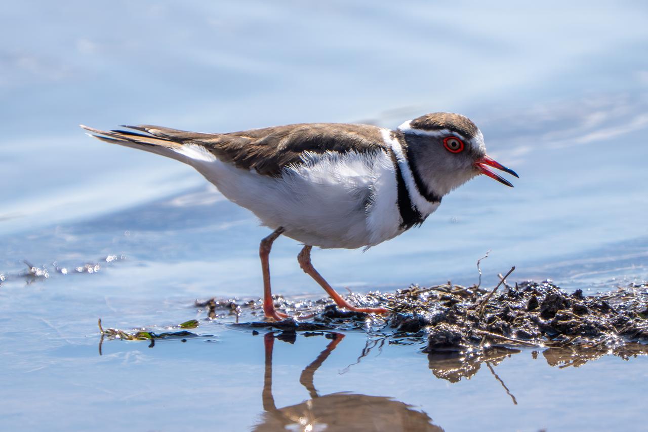 Rare African bird recorded in Gaziantep, becoming Türkiye’s 504th documented species