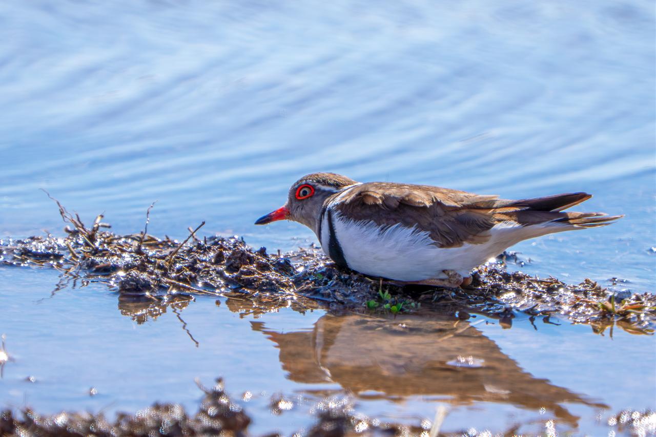 Bird species known as the Pheasant-tailed Jacana, recorded for the first time in Gaziantep, is seen, becoming the 504th bird species documented in Türkiye, March 10, 2026. (AA Photo)