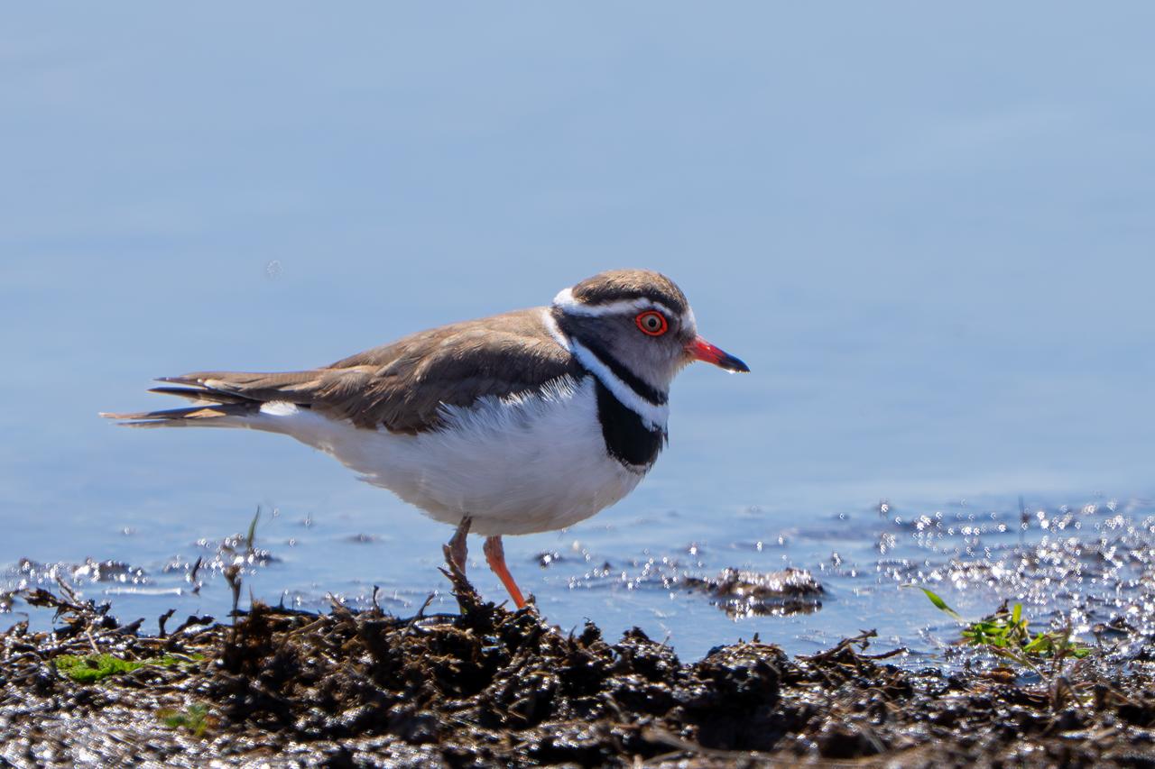 Bird species known as the Pheasant-tailed Jacana, recorded for the first time in Gaziantep, is seen, becoming the 504th bird species documented in Türkiye, March 10, 2026. (AA Photo)