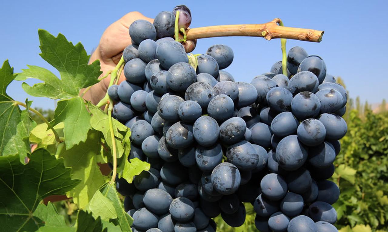 Clusters of Cimin grapes hang on the vine in Erzincan, eastern Türkiye, a regional variety known for its distinctive flavor shaped by the area’s local microclimate. (Photo by Yakup Bakar)