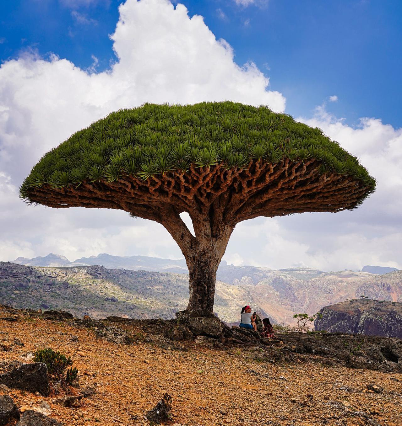 The image displays the iconic Dragon's Blood Tree (Dracaena cinnabari), specifically located on the Yemeni island of Socotra.