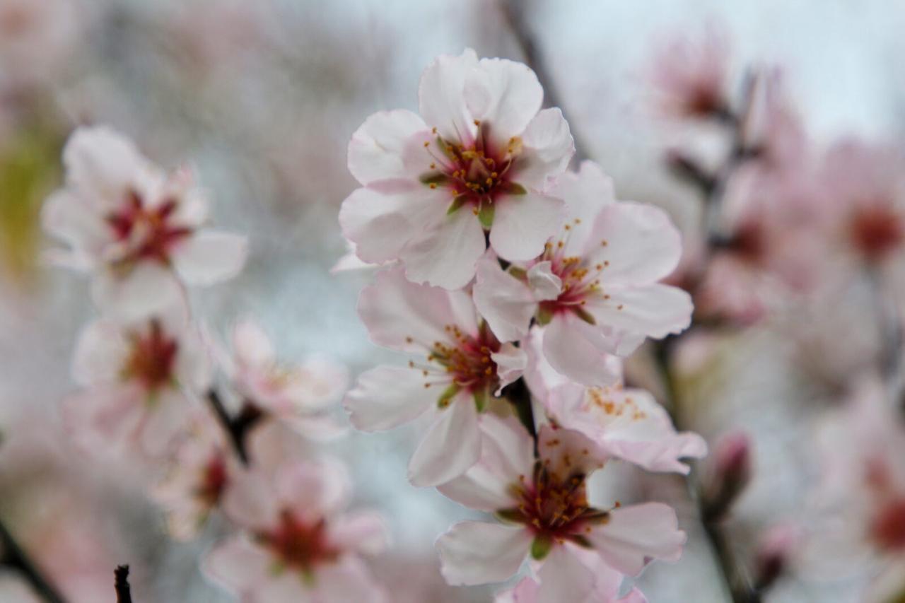 Unseasonably warm temperatures in Antalya's Kas district caused almond trees to bloom early, Türkiye, Feb. 5, 2025. (AA Photo)