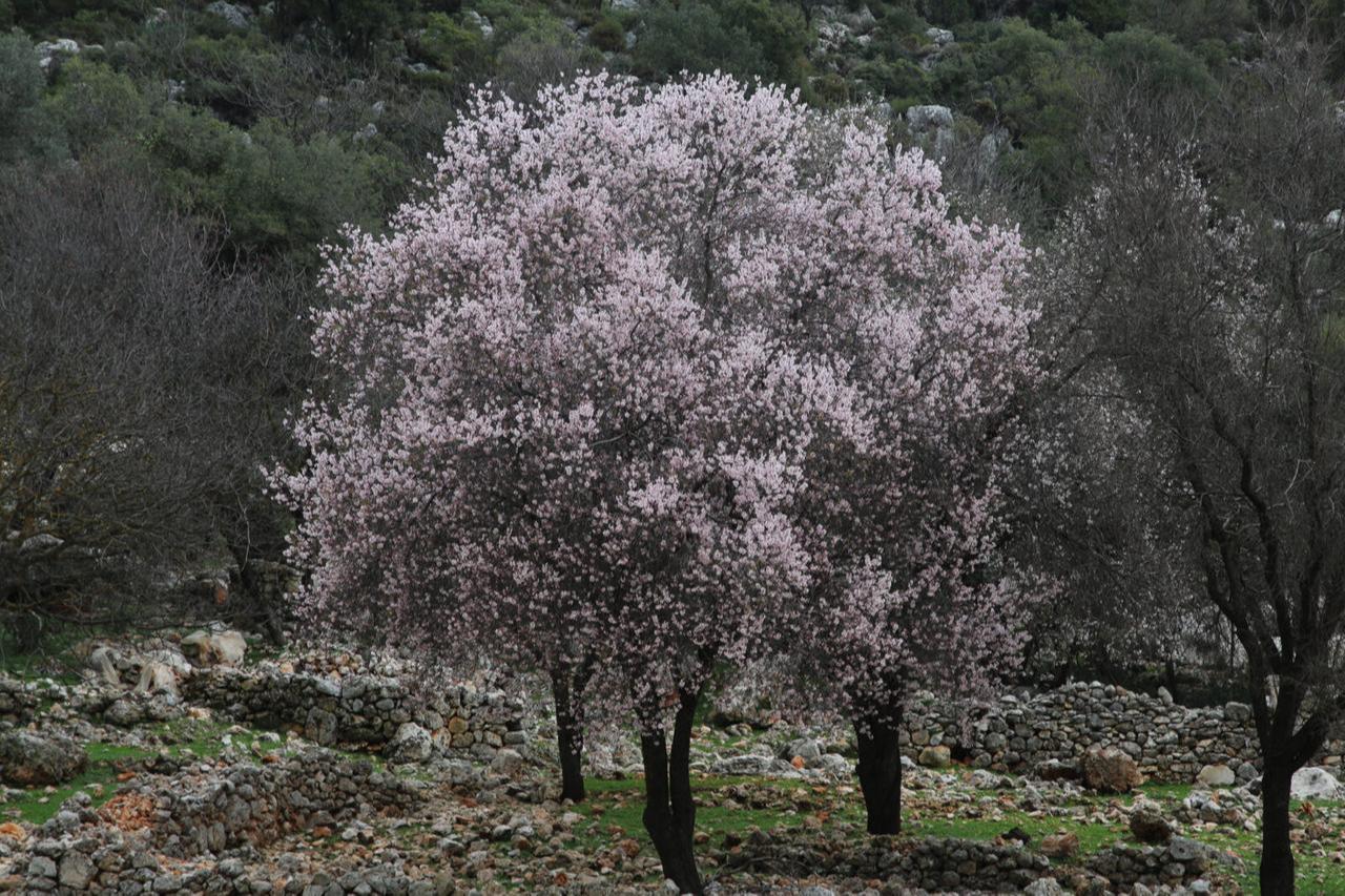 Cemre, a prominent belief in Turkish folklore, has arrived in Türkiye as unseasonably warm temperatures in Antalya's Kas district caused almond trees to bloom early, Türkiye, Feb. 5, 2025. (AA Photo)