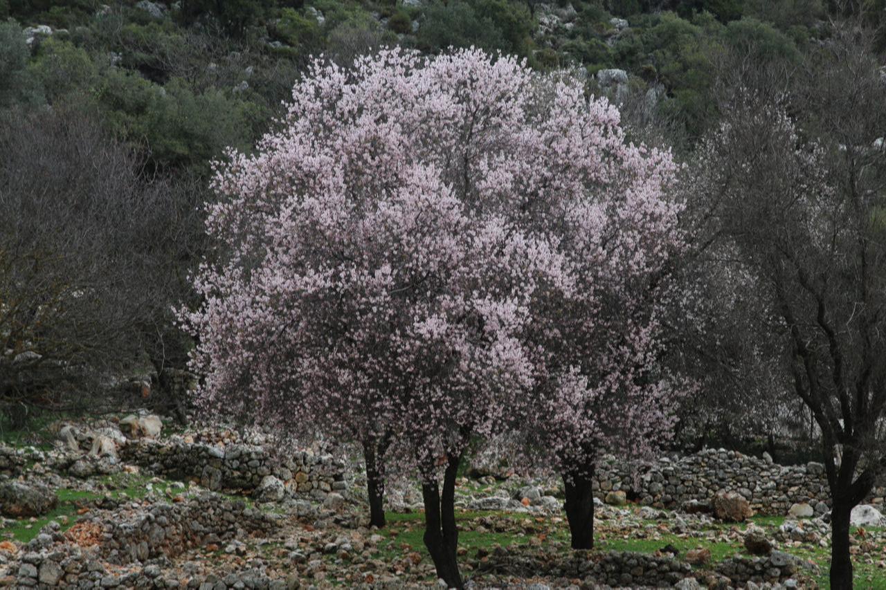 Cemre, a prominent belief in Turkish folklore, arrived in Türkiye as unseasonably warm temperatures in Antalya's Kas district caused almond trees to bloom early, Türkiye, Feb. 5, 2025. (AA Photo)