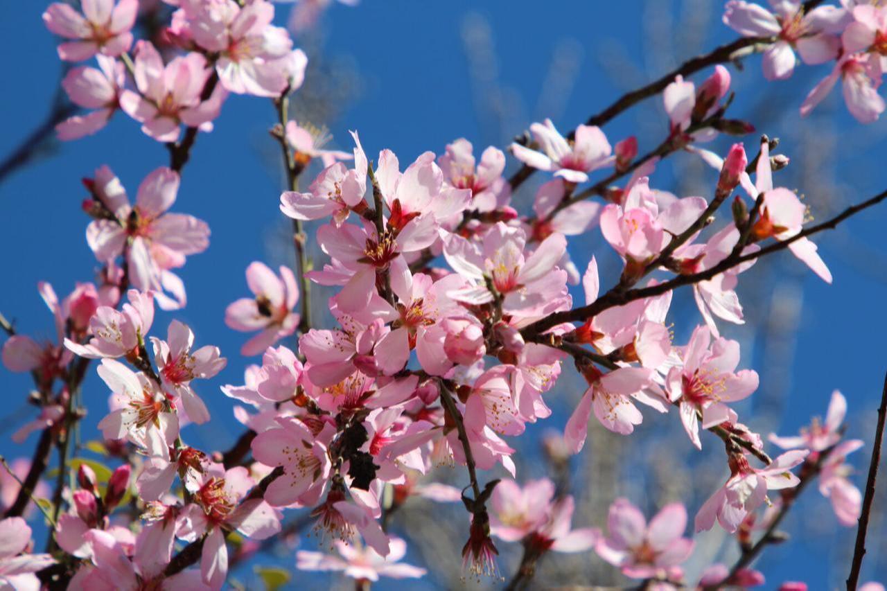 Cemre has arrived in Türkiye as unseasonably warm temperatures caused almond trees to bloom early, Türkiye, Feb. 5, 2025. (AA Photo)