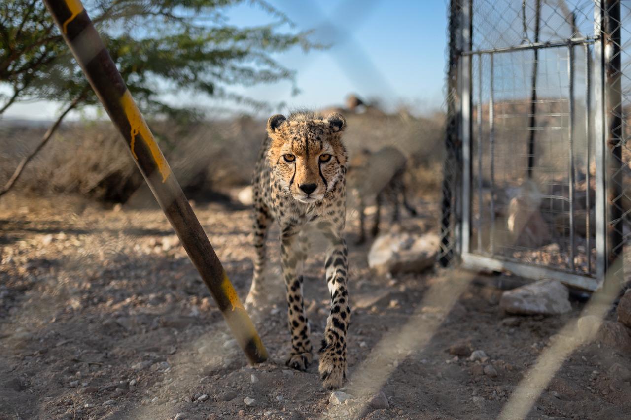 Cheetahs ripped from wild end up as Gulf pets, threatening species survival Image