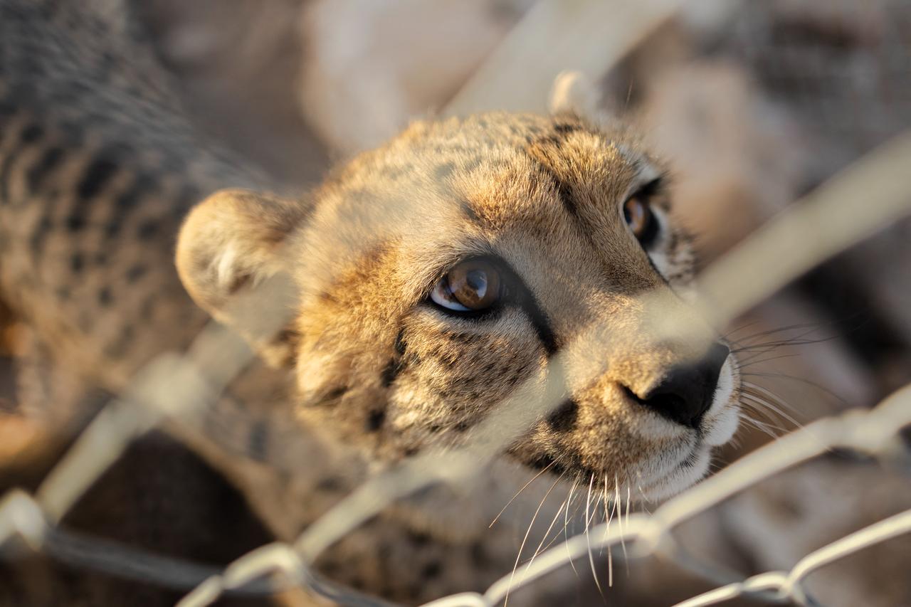 A rescued cheetah cub peers through the fence of its enclosure at the Cheetah Rescue and Conservation Centre, in Gaeed-Deeble, Somaliland, February 17, 2026. (AFP Photo)