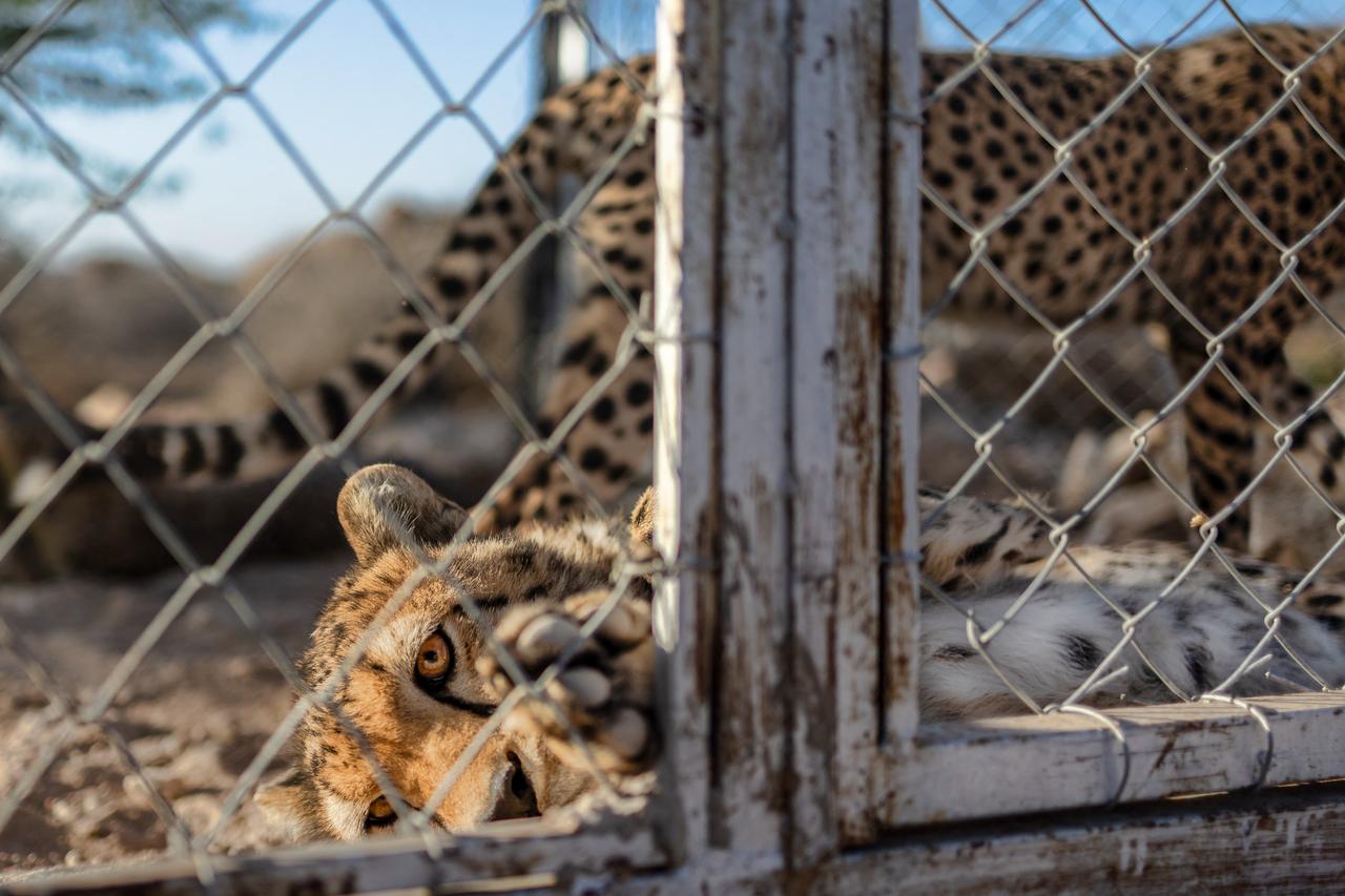 A rescued cheetah cub rests against the fence of its enclosure at the Cheetah Rescue and Conservation Centre, in Gaeed-Deeble, Somaliland, February 17, 2026. (AFP Photo)