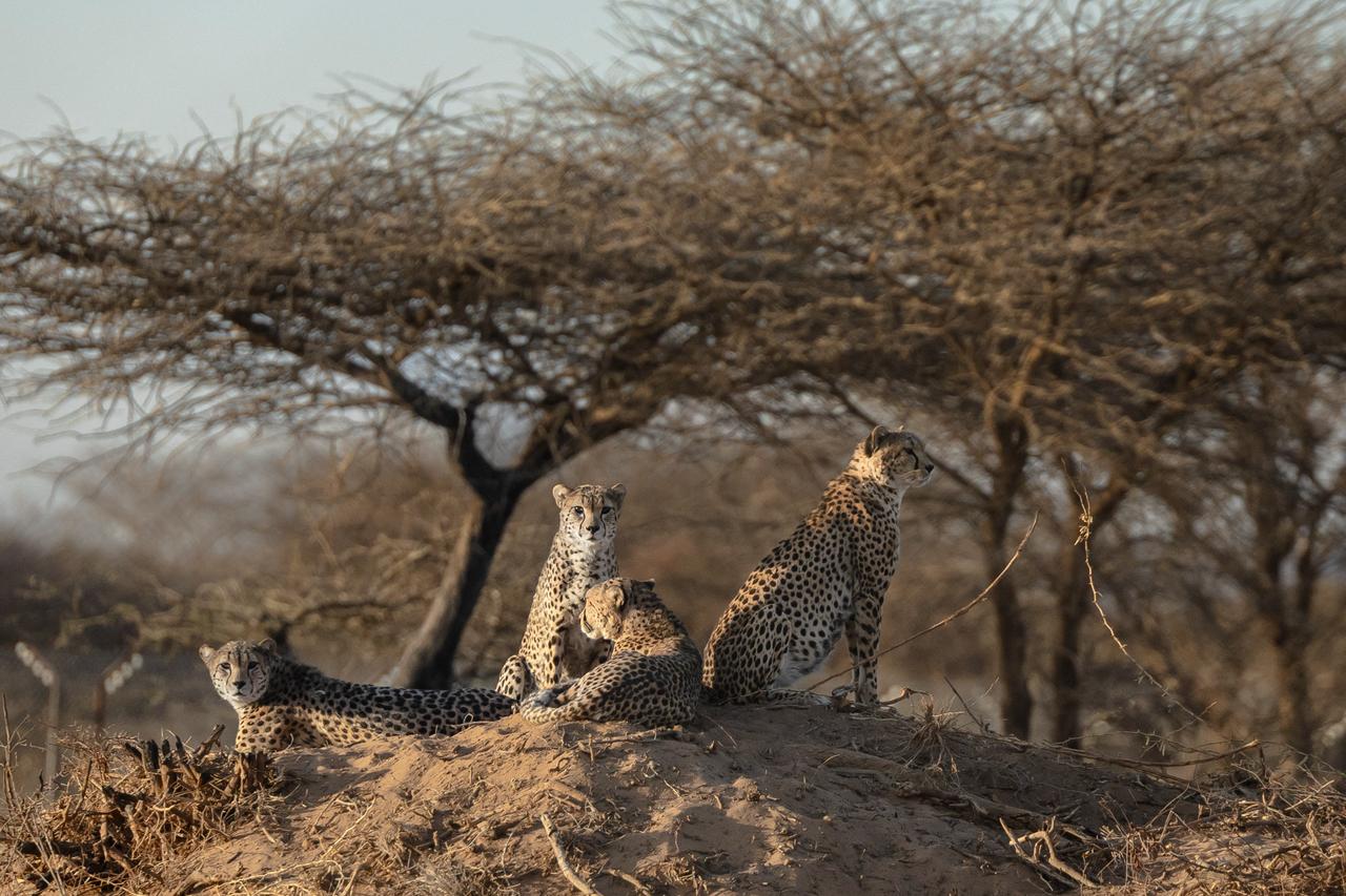 Rescued cheetahs rest on an earthen mound in their enclosure at the Cheetah Rescue and Conservation Centre, in Gaeed-Deeble, Somaliland, February 17, 2026. (AFP Photo)