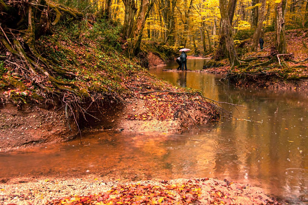 A serene autumn scene in Igneada’s Longoz Forests, with golden foliage, a shallow stream, and a person holding an umbrella while standing on a small island in the water. (Adobe Stock Photo)