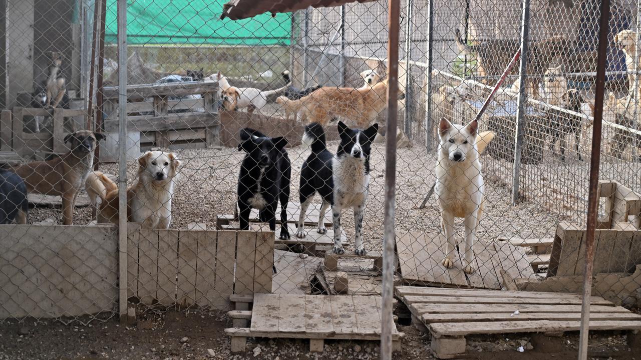 Beirut’s forgotten victims: Rescuer cares for left-behind animals Image