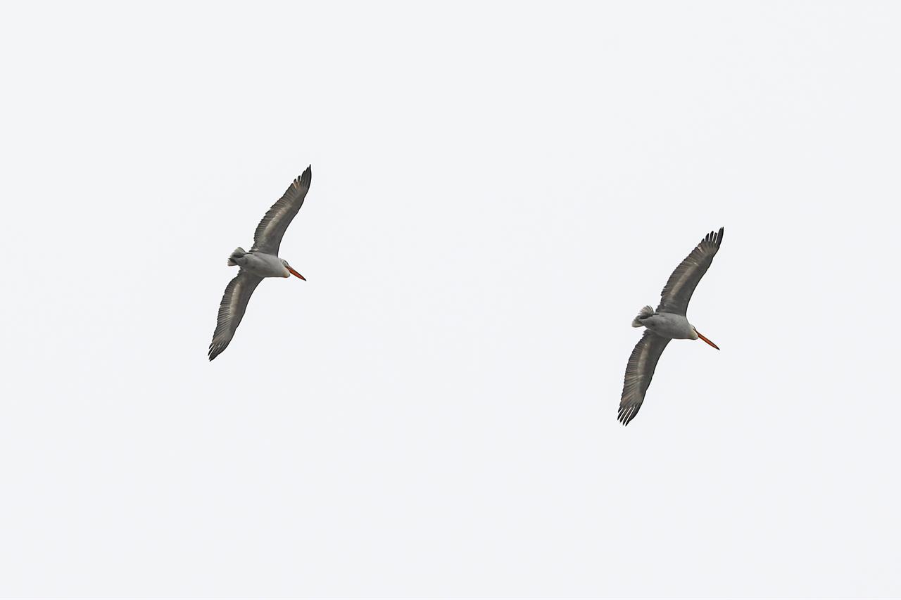 Dalmatian pelicans glide across the sky over eastern Türkiye’s Igdir province during seasonal migration. (AA Photo)