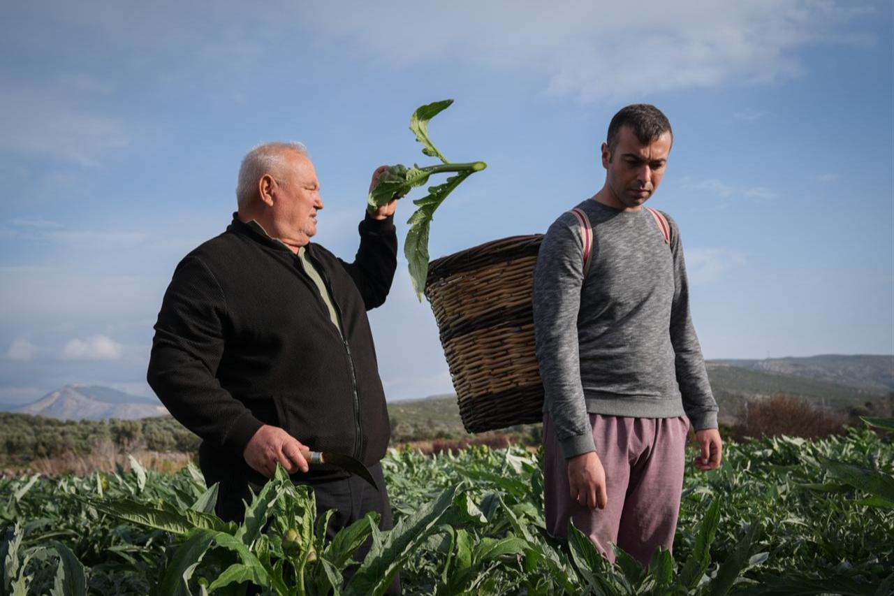 Rainwater, traditional techniques boost 2026 artichoke yield in Türkiye