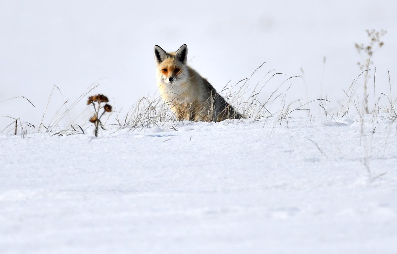 Survival in the snow: Red fox hunting in eastern Türkiye