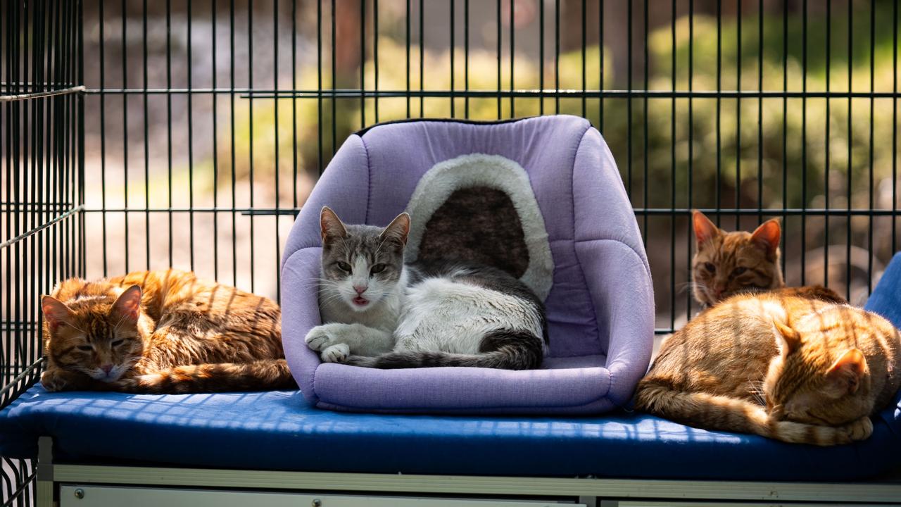 Türkiye’s parliament rolls out VIP treatment for its stray cats