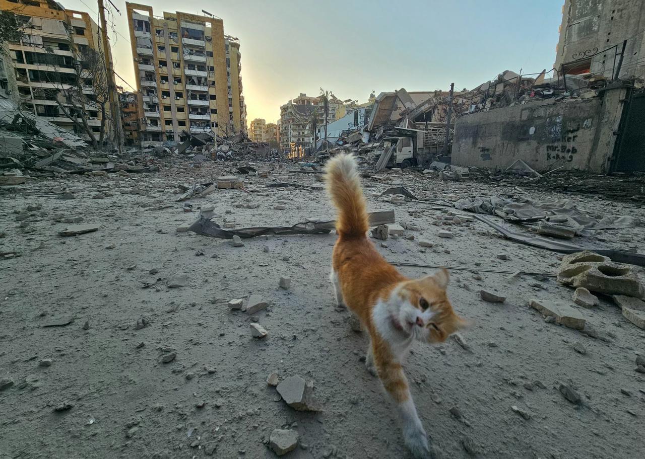 A cat walks amid debris at the site of an overnight Israeli airstrike in Beirut's southern suburb of Haret Hreik neighborhood on March 24, 2026. (AFP Photo)