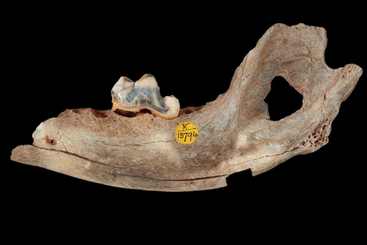 Close-up of the Gough’s Cave dog jawbone, dated to around 14,300 years ago, highlighting dental structure and human-made modification. (Photo via Natural History Museum, London)
