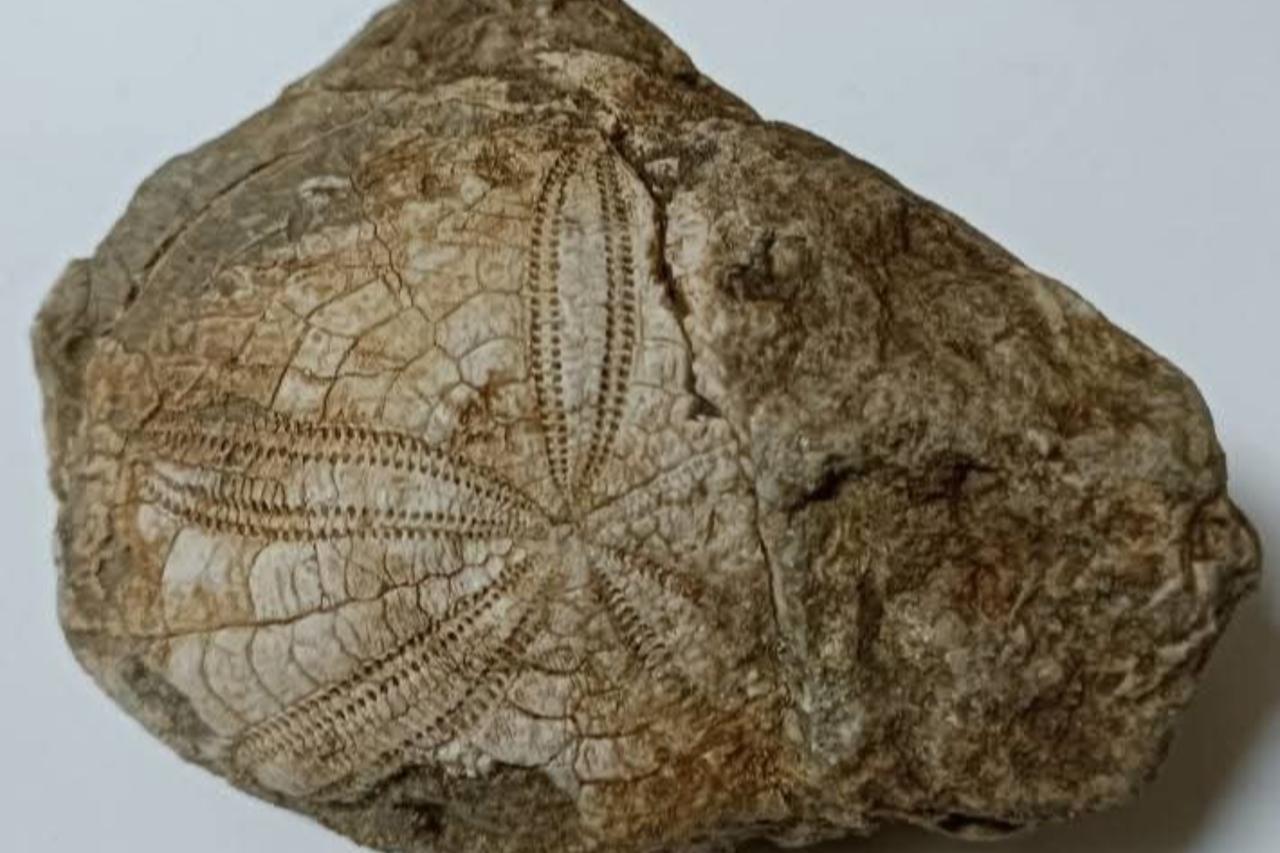Starfish fossil uncovered during hike reveals Türkiye’s ancient coastline