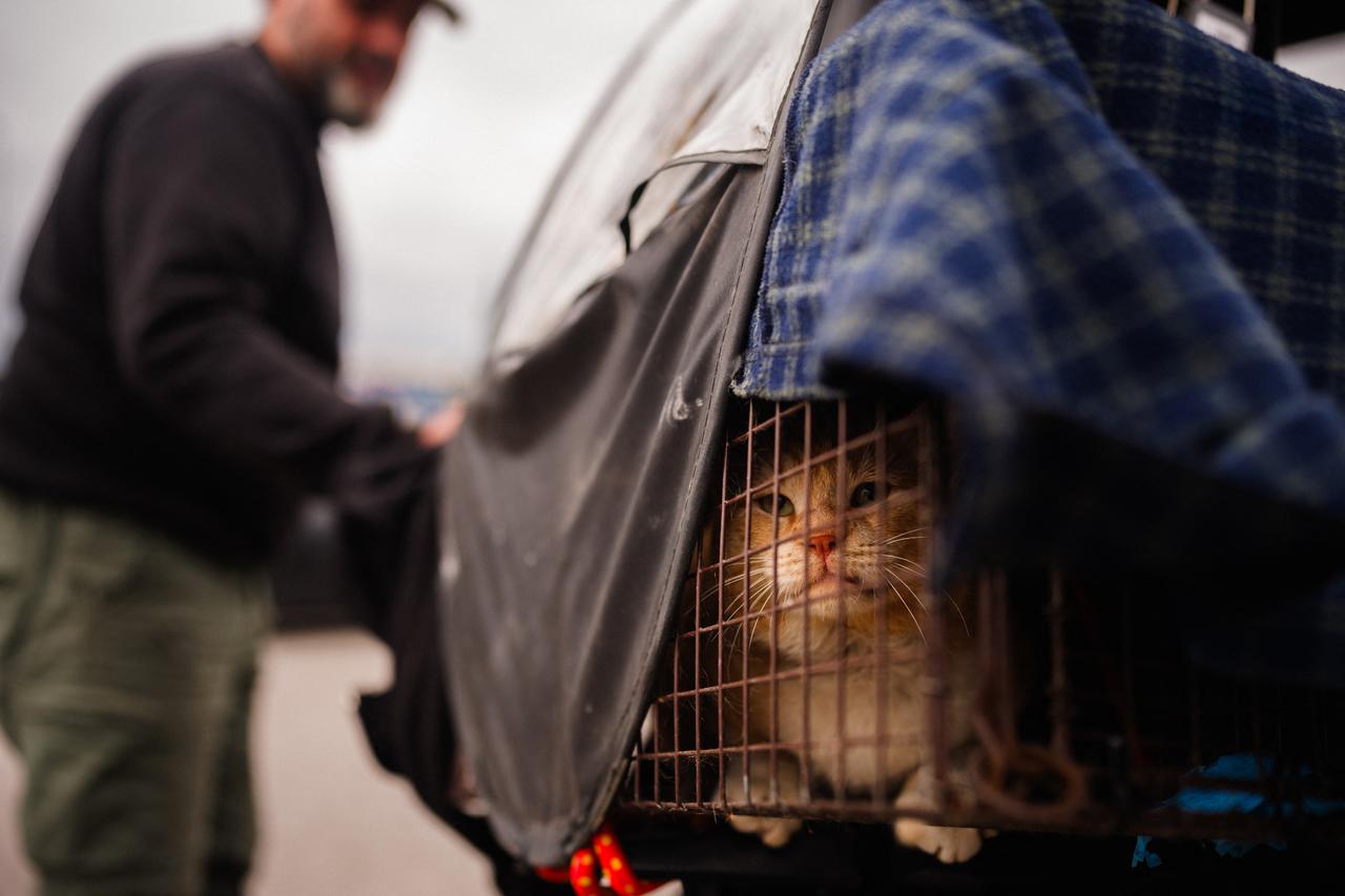 Beirut rescuers risk lives to save animals left behind in war