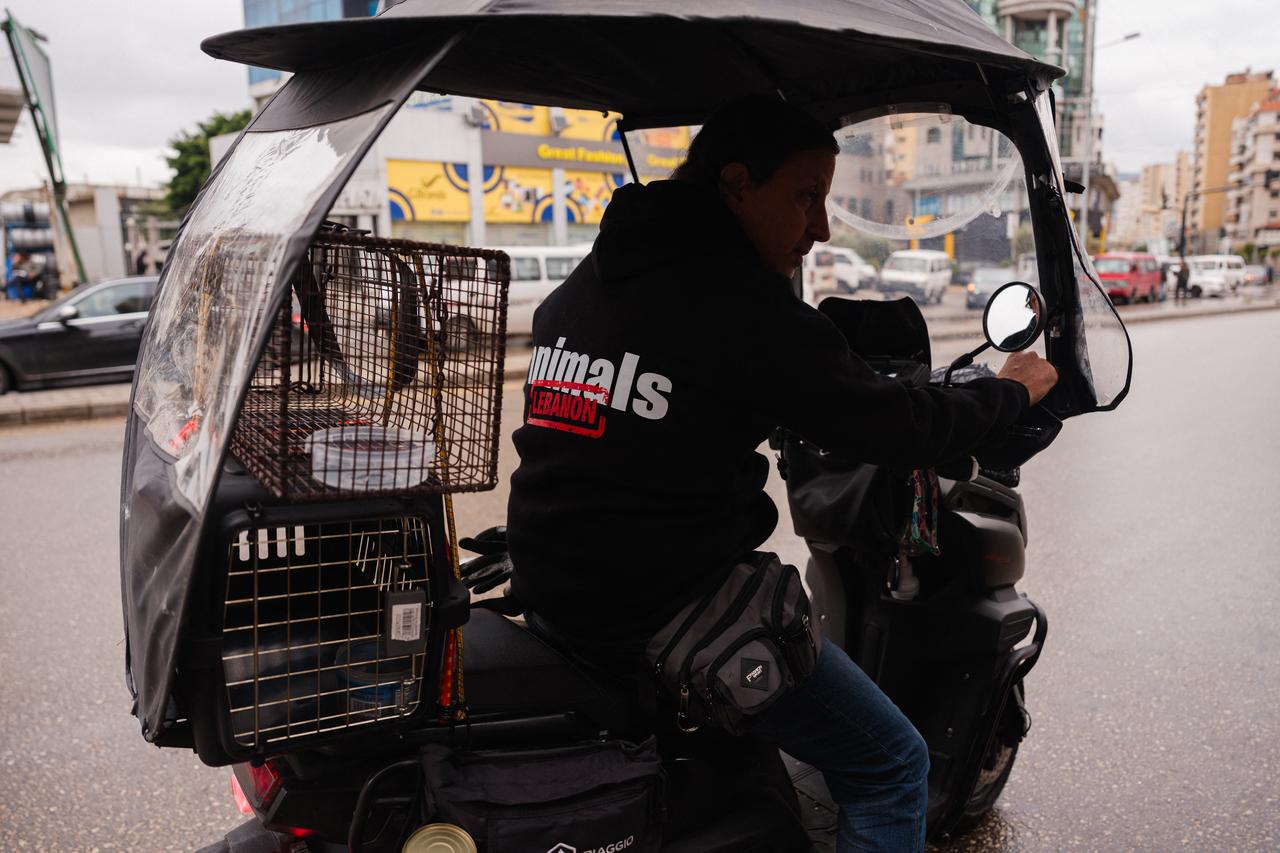 Beirut rescuers risk lives to save animals left behind in war