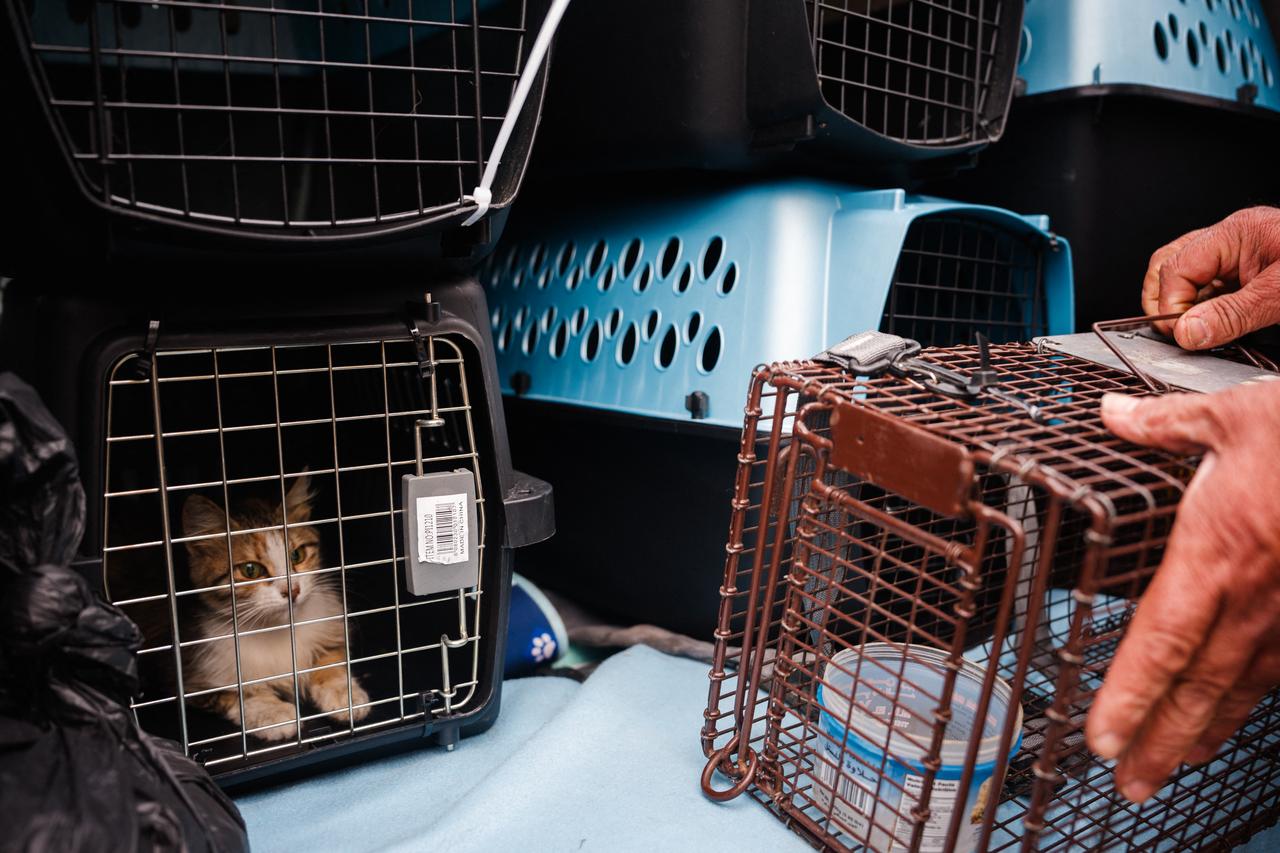 A rescued cat sits in a carrier as a member of Lebanese NGO Animals Lebanon prepares a trap cage in Beirut, Lebanon, March 26, 2026. (AFP Photo)