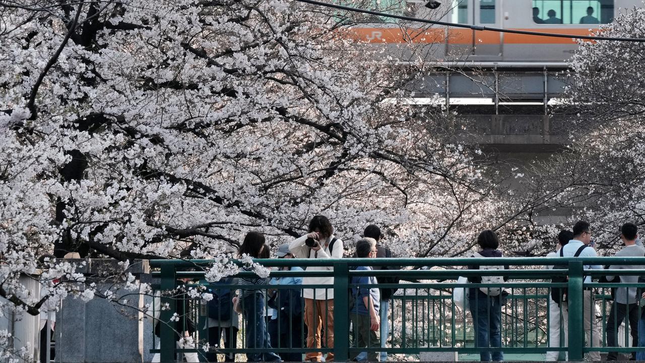 Japan’s sakura season blooms between celebration and farewell
