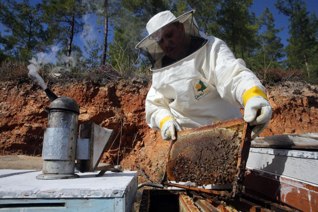 World’s No. 2 honey producer Türkiye to host 2027 ‘Beekeeping Olympics’