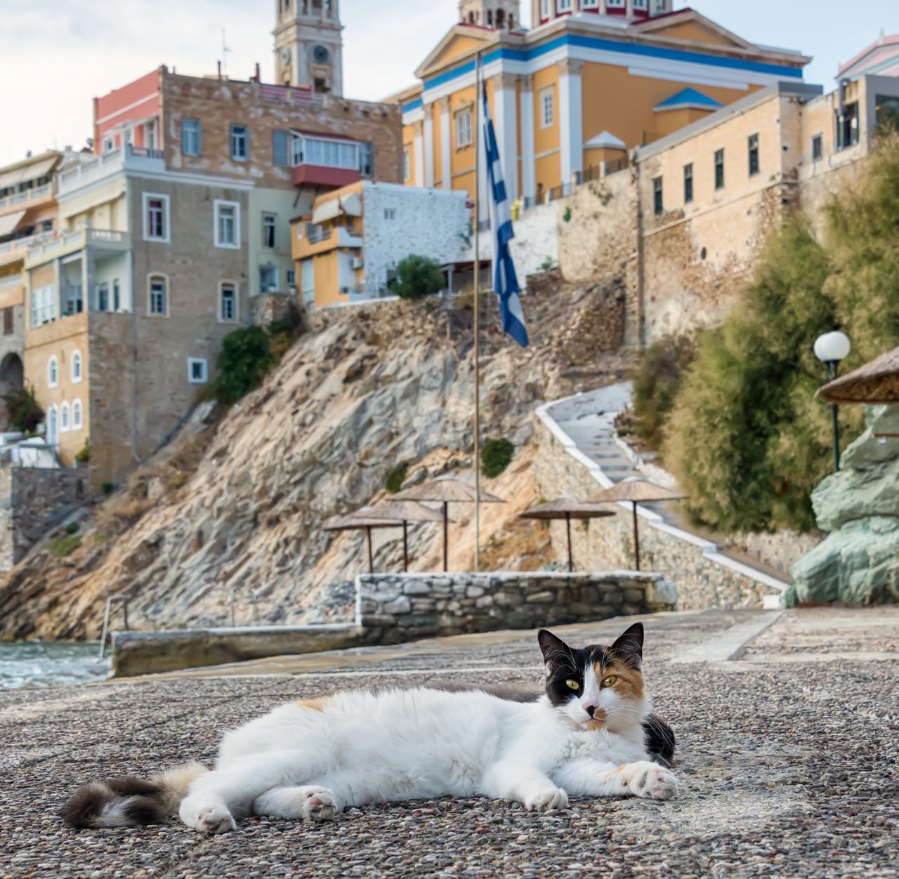A cat lounges on the waterfront with a church and hillside homes in the background in Syros, Greece, accessed on March 31, 2026. (Adobe Stock Photo)