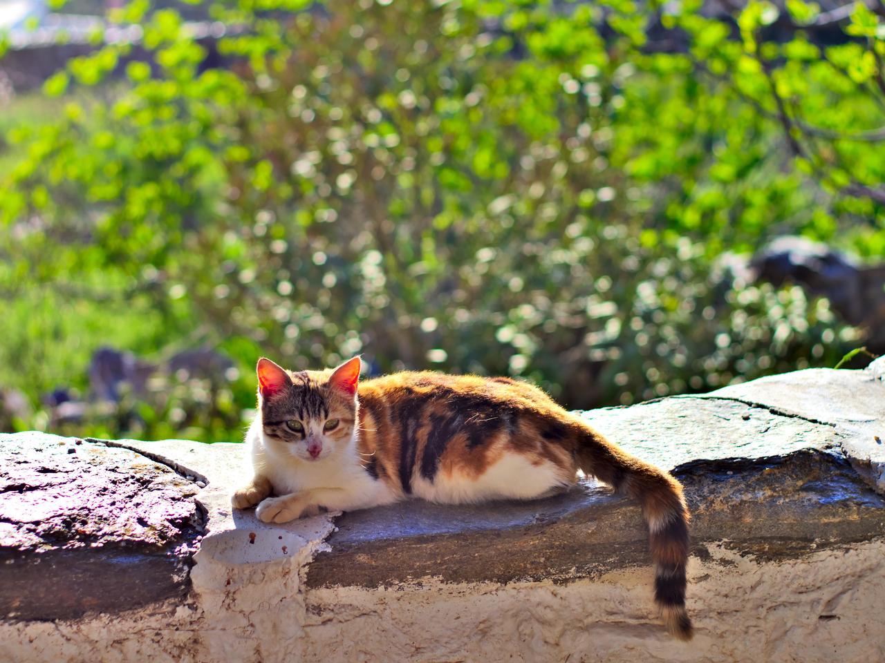 A calico cat rests on a sunlit stone wall in Syros, Greece, accessed on March 31, 2026. (Adobe Stock Photo)